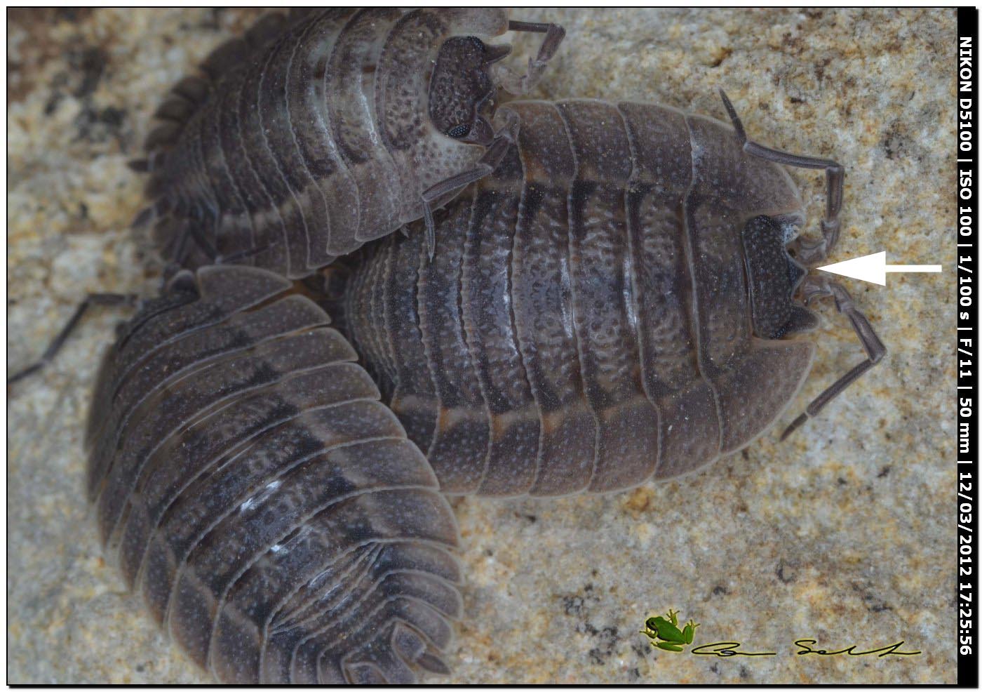 Porcellio dilatatus da Usini